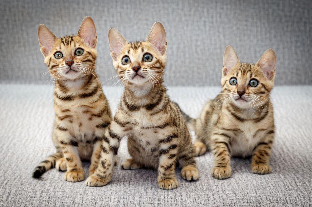 Любопытное братство