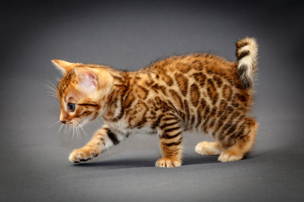 Шаг за шагом