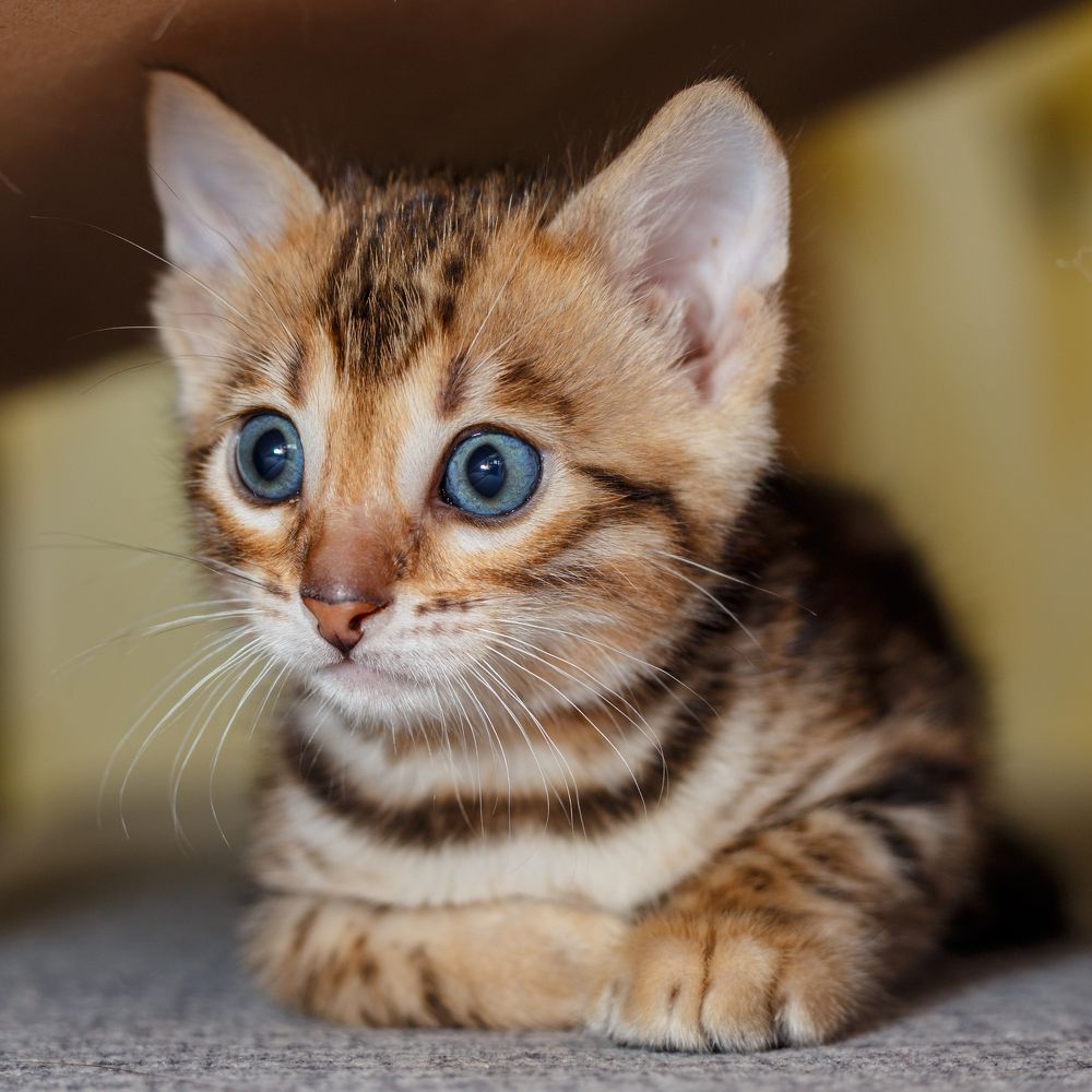 Котопортрет