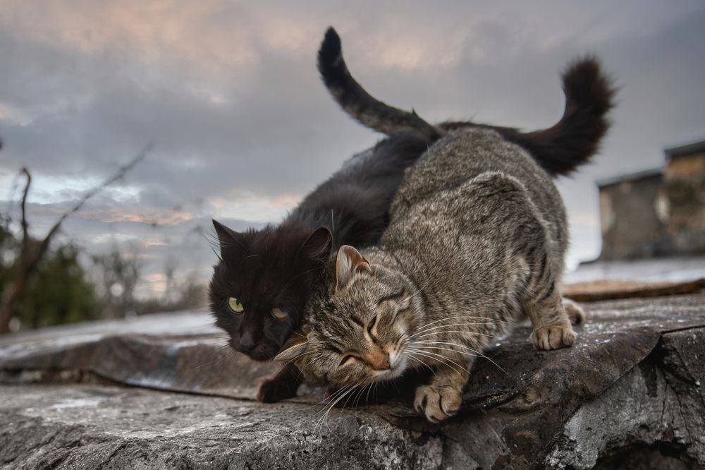 Нежное мурчание