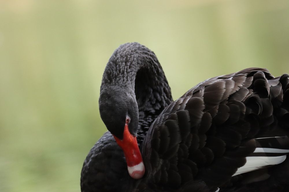 Photograph by Raj nair Mohan