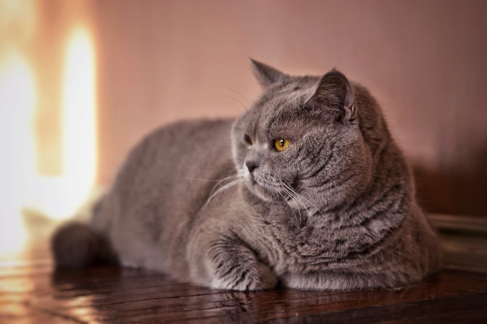 Марта наблюдает