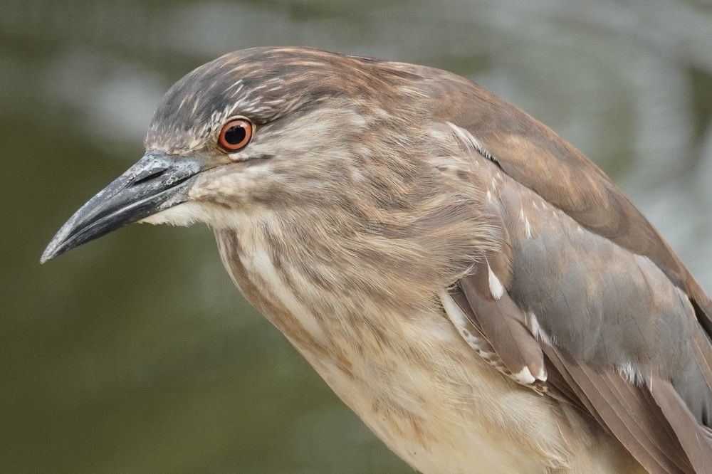 Photograph by Tamir Mor