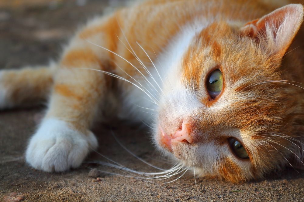 Photograph by VLADISLAVS MIKUSA