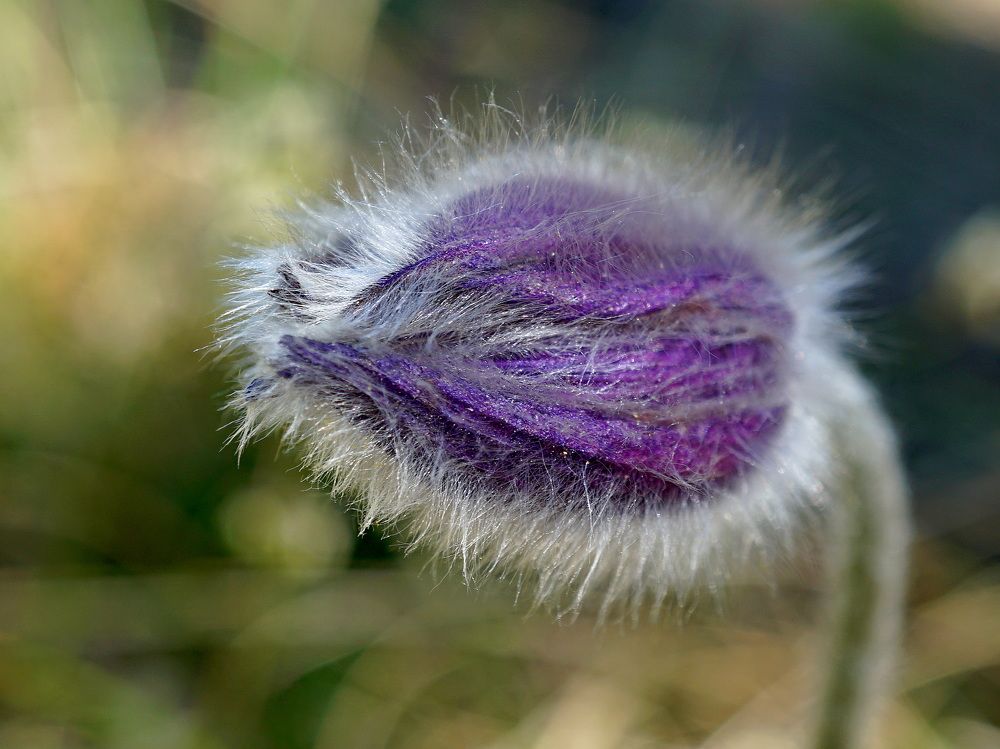 Pasqueflower in purple