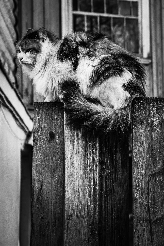 Photograph by Eivind Khagen