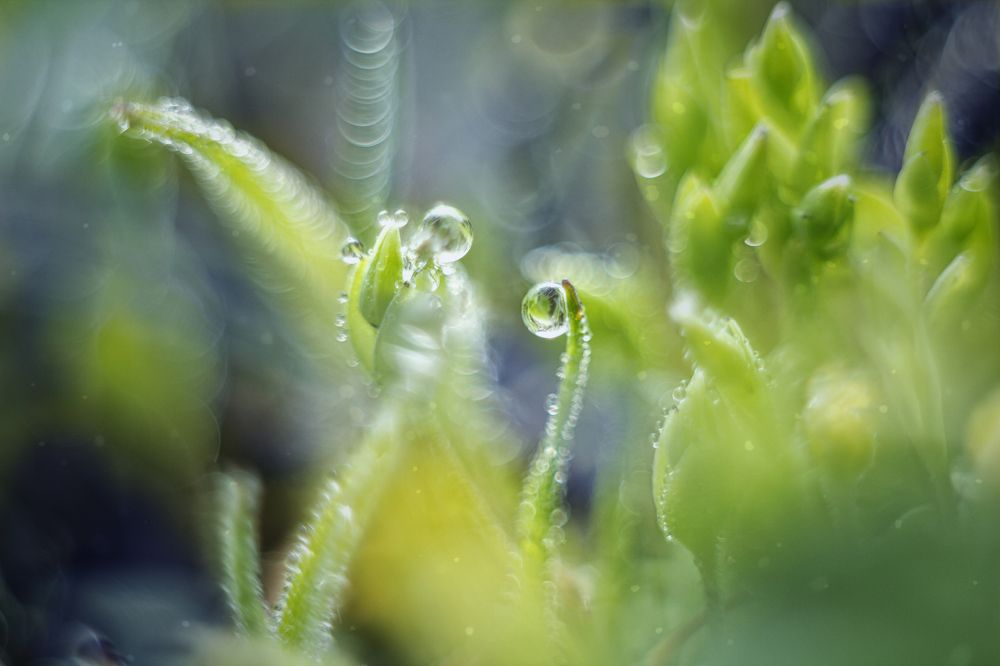 "Другой мир"