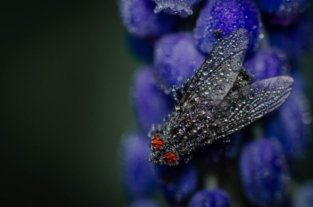 Photograph by Андрей Лысаченко