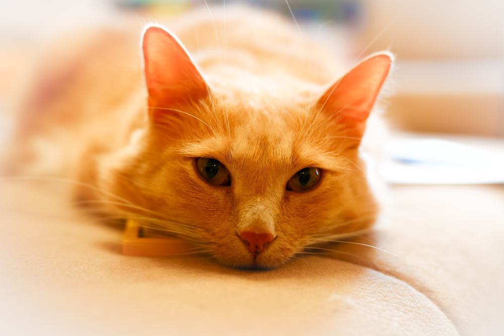 Photograph by Анна Хлоповская