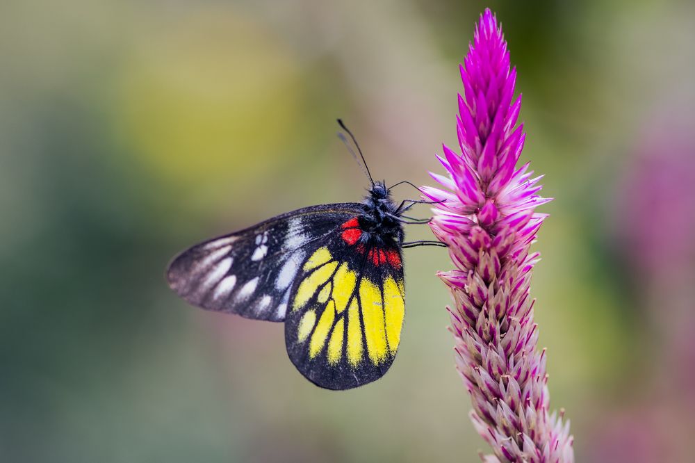 Photograph by Benny Chan