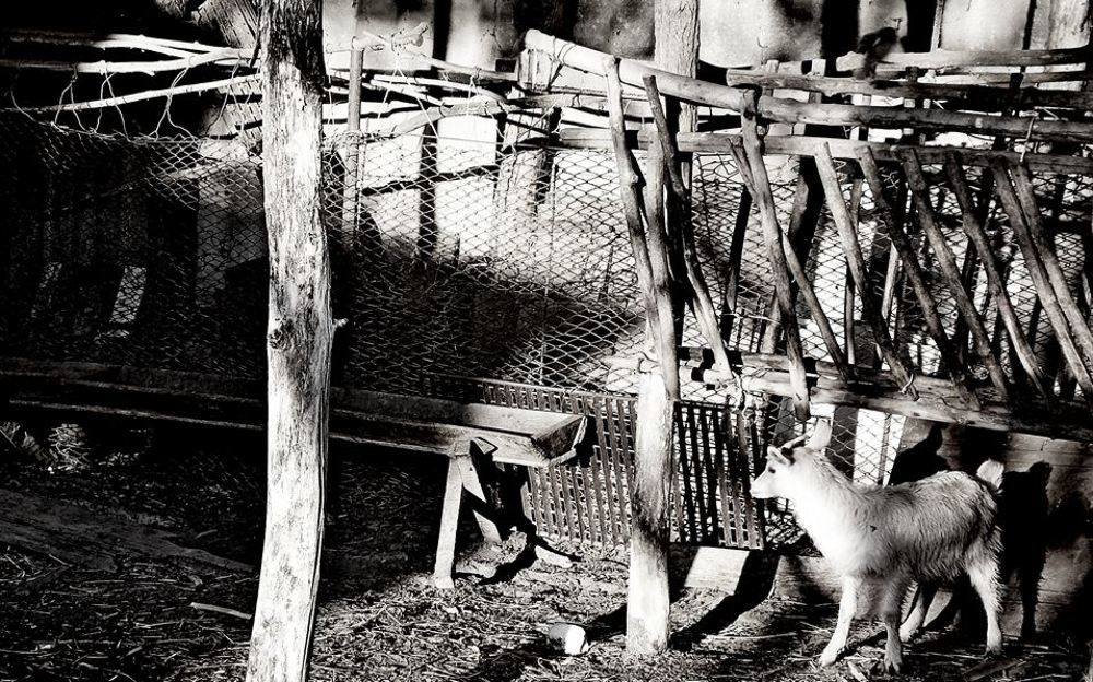 УХ  .. Козочка!