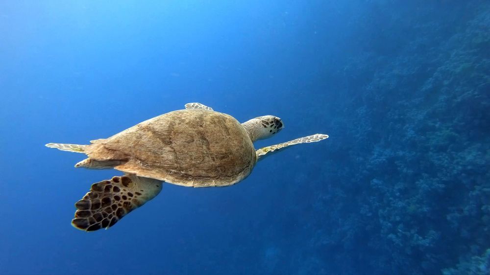 Photograph by Мария Берёзка