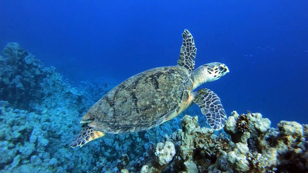 Photograph by Мария Берёзка