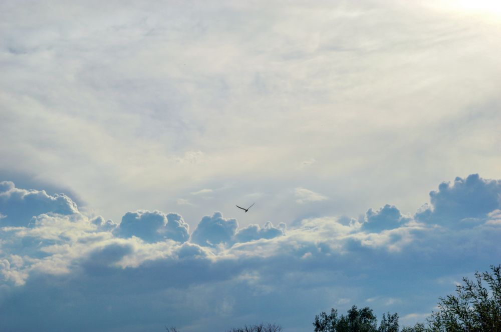 Одинокая чайка.