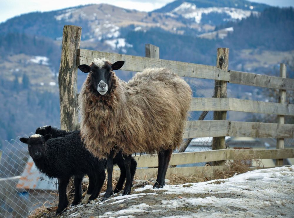 Photograph by Ольга Кудина