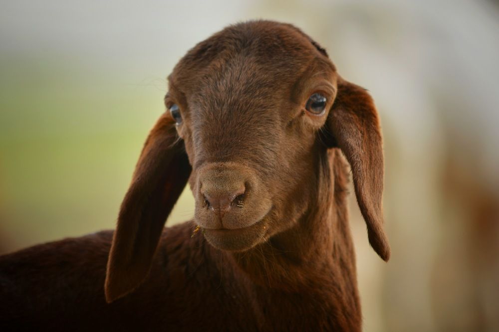 Photograph by ABDALLA Obada Abdelwahab