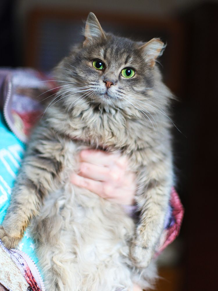 Приютский котик