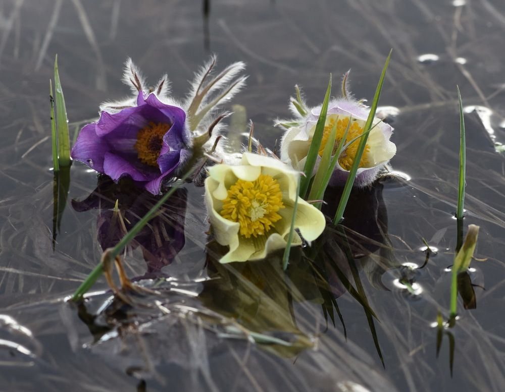 Photograph by Людмила Воропаева