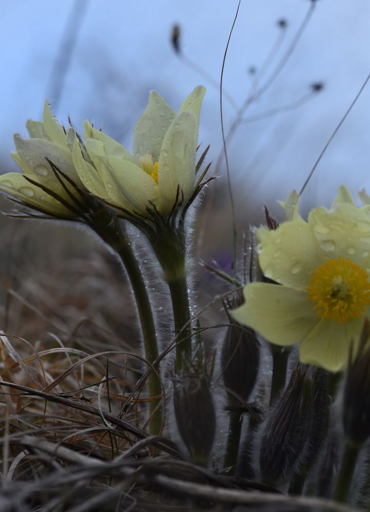 Photograph by Людмила Воропаева