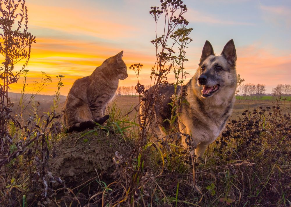 Photograph by Светлана Кондрашова