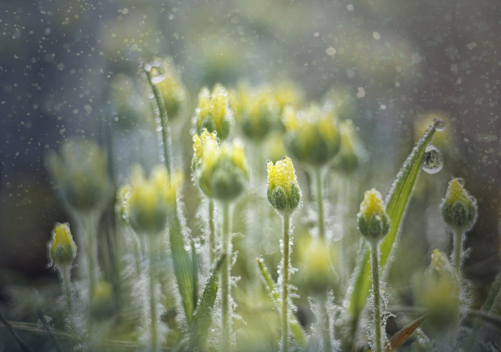 В утренней росе