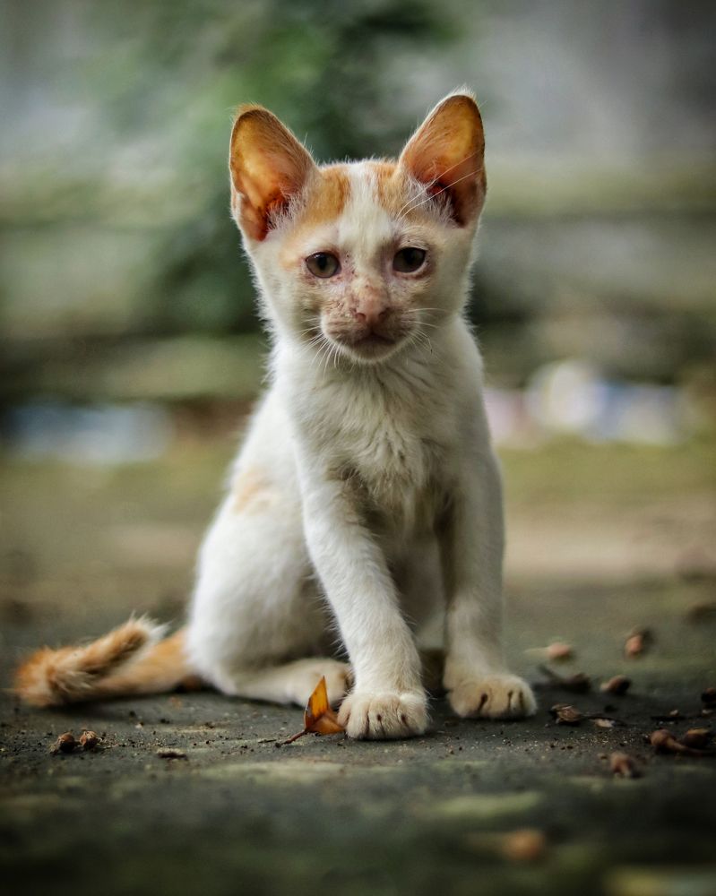 Photograph by Saneet kumar goud Konduri