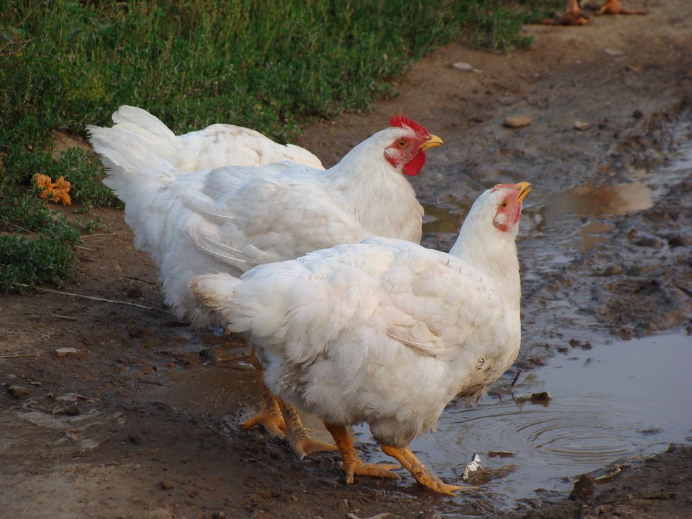 Photograph by Николай Худяков