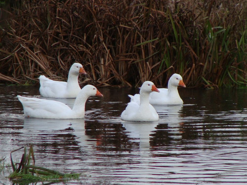 Photograph by Николай Худяков