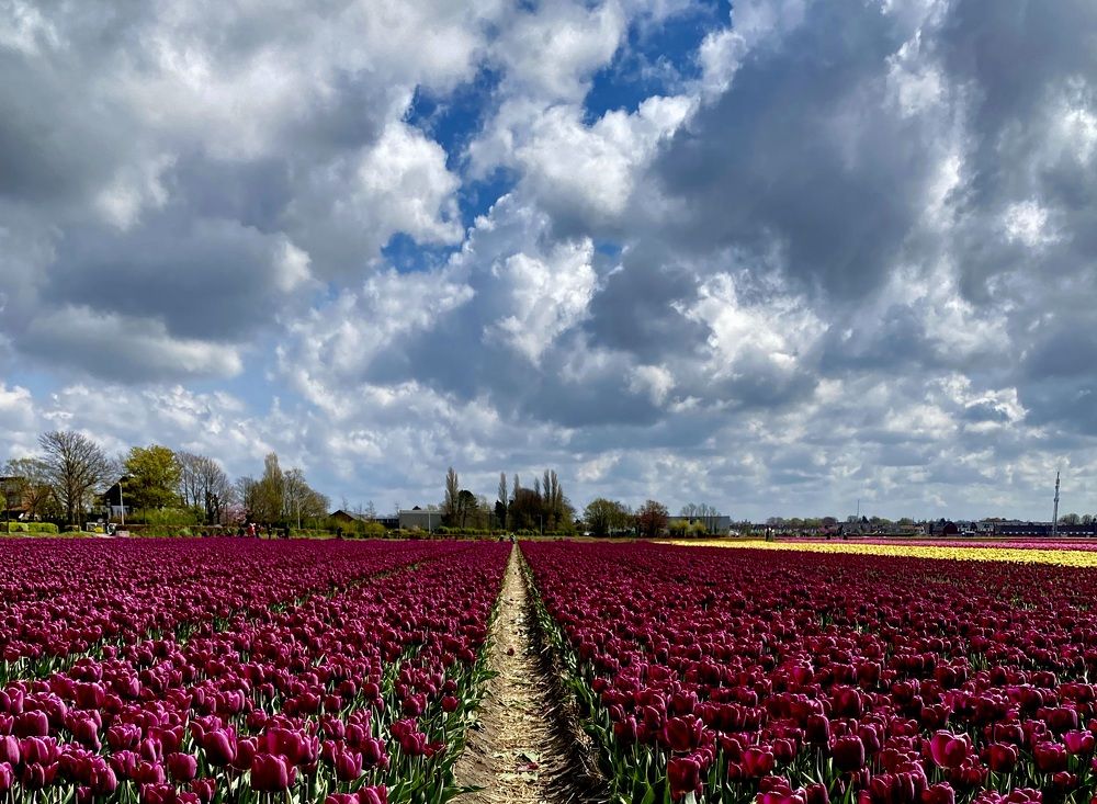 Tulip fields