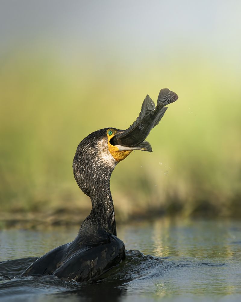 Great Cormorant with Catch