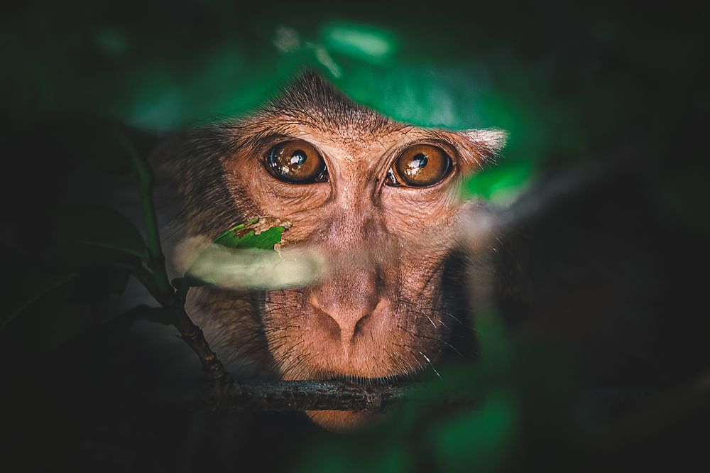 Photograph by NAVONILOY BHAUMIK