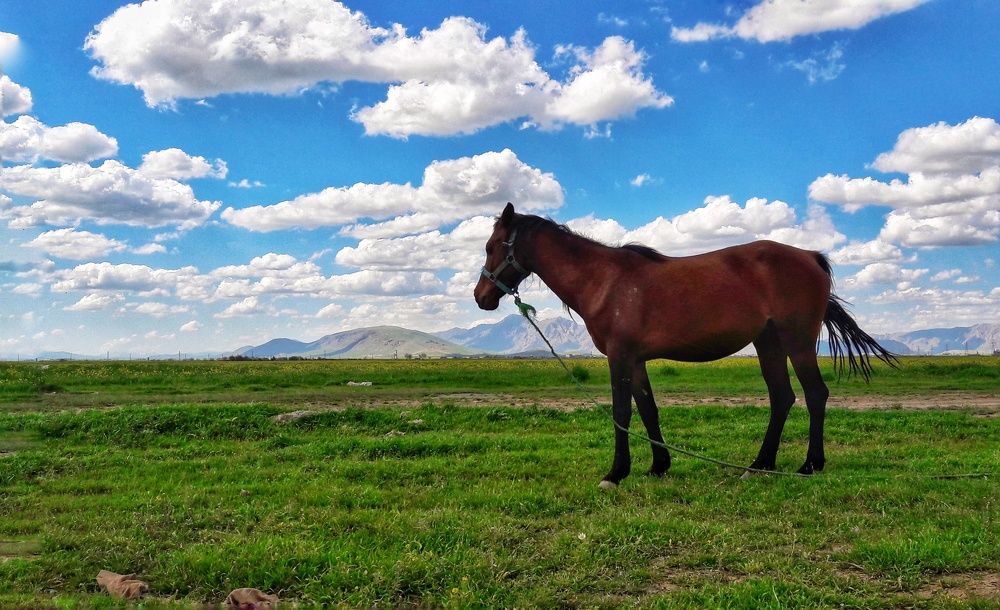 Photograph by Khosro Sayadi