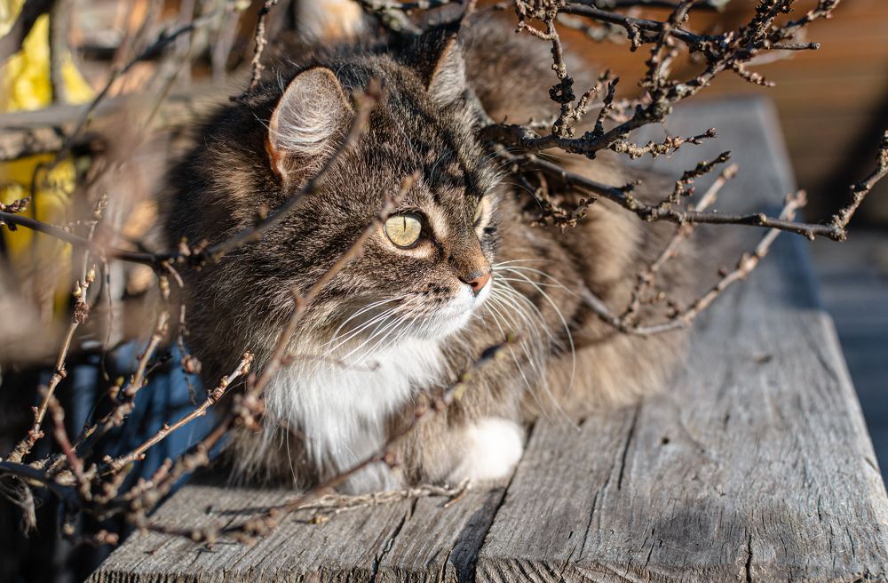 Любительница закатов