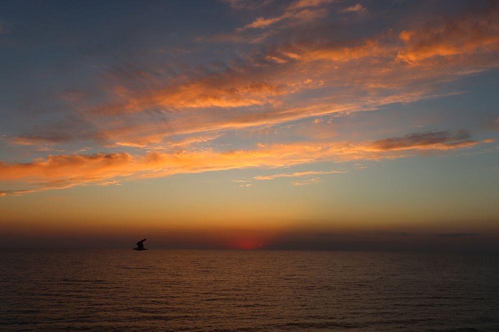 Чайка на закате