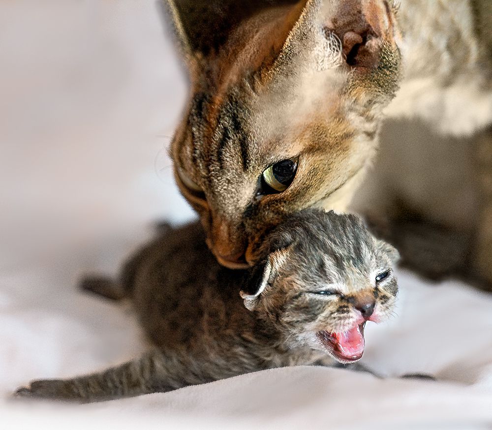 Photograph by Valentina Acrement