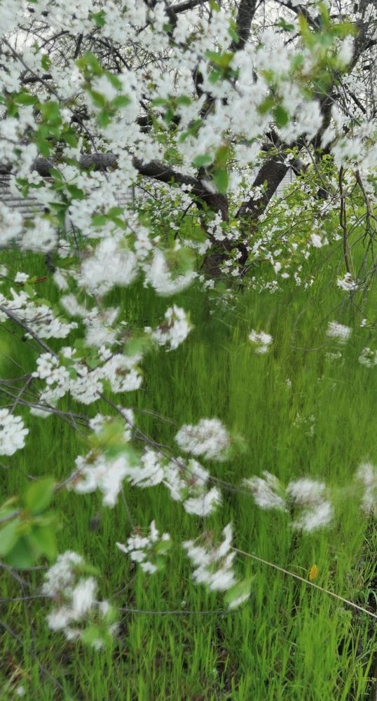 Ветер гуляет с цветущей вишней