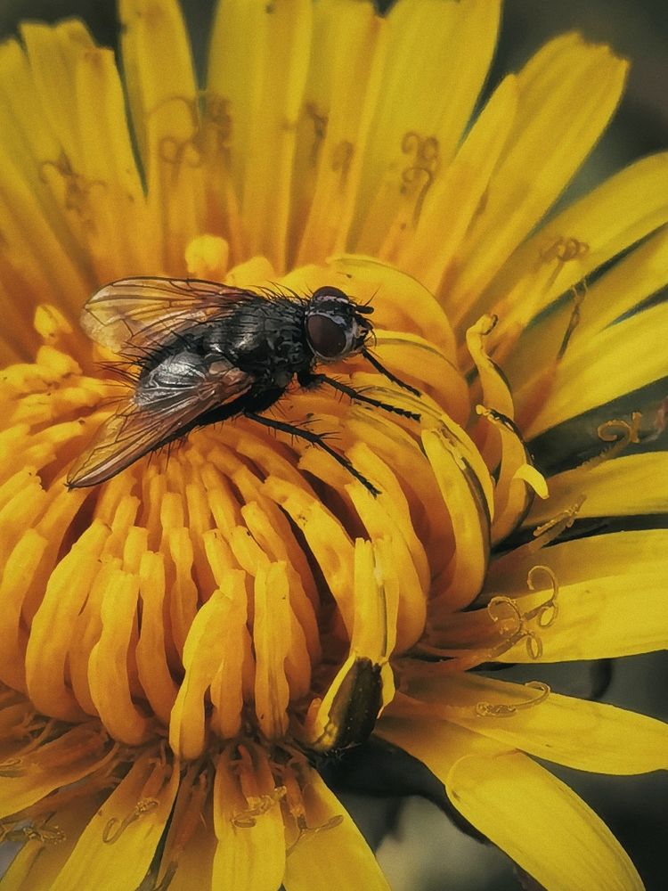 Муха тоже любит прекрасное