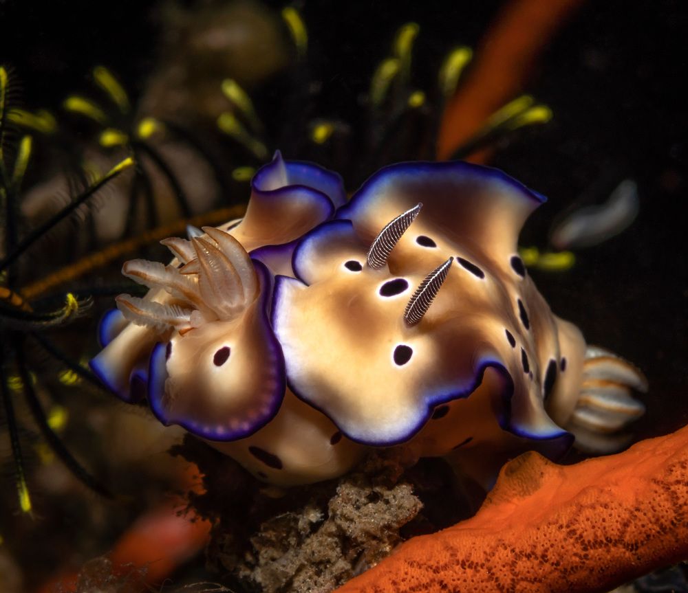 Photograph by Андрей Савин