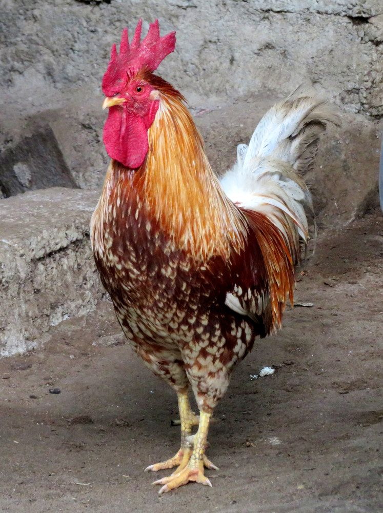 Photograph by Susmita Paul