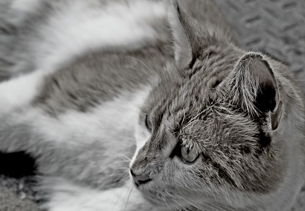 Photograph by Евгений Бригиневич - Снежин