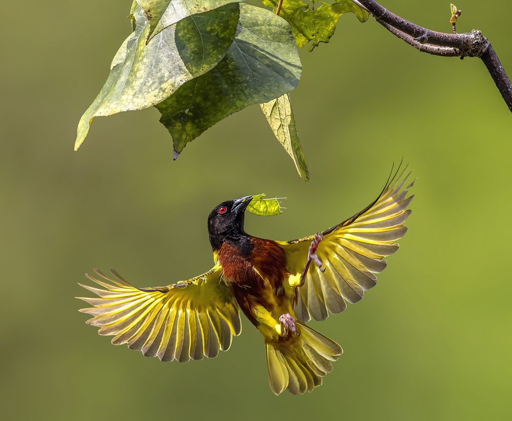Golden Backed Weaver