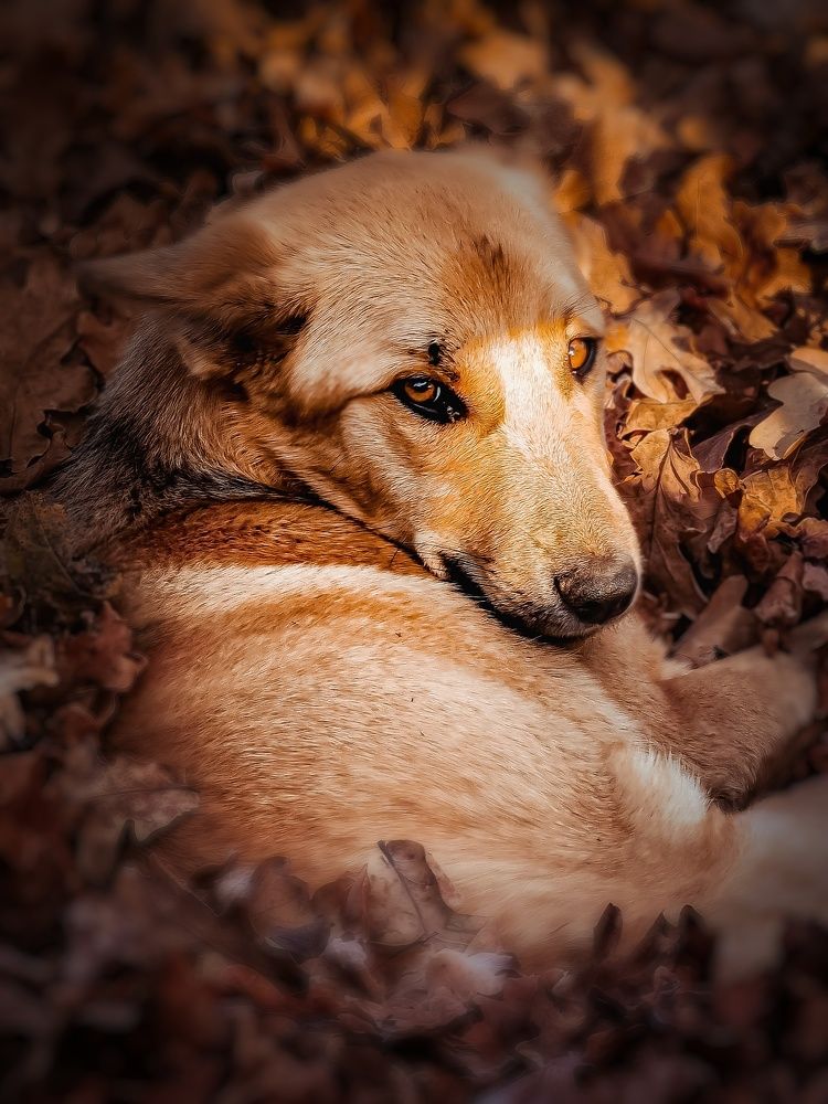 Photograph by Павло Лихо