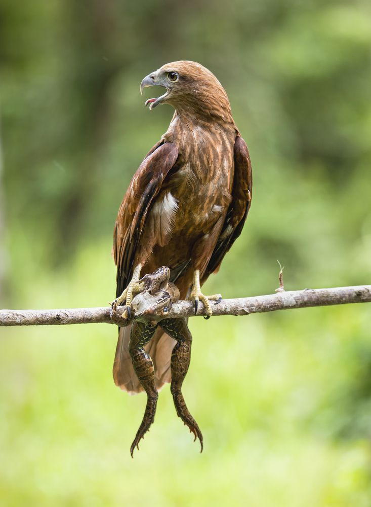 Eagle catching frog