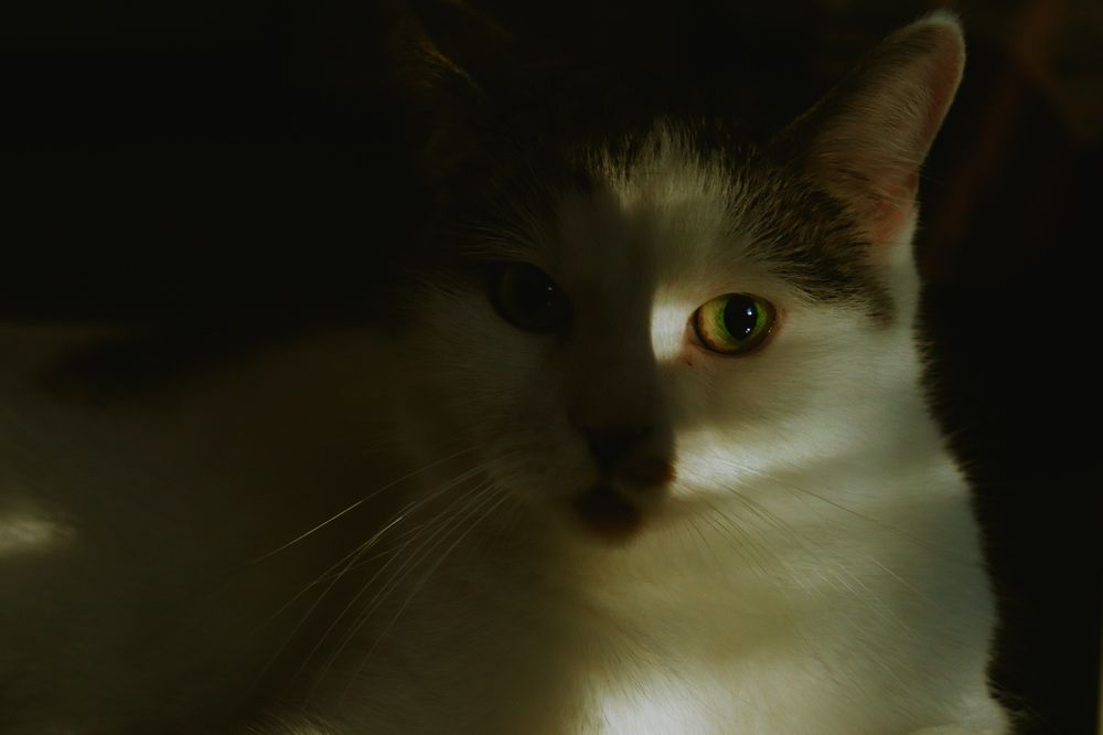 Photograph by Дайана Кириллова