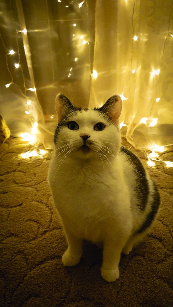 Photograph by Дайана Кириллова