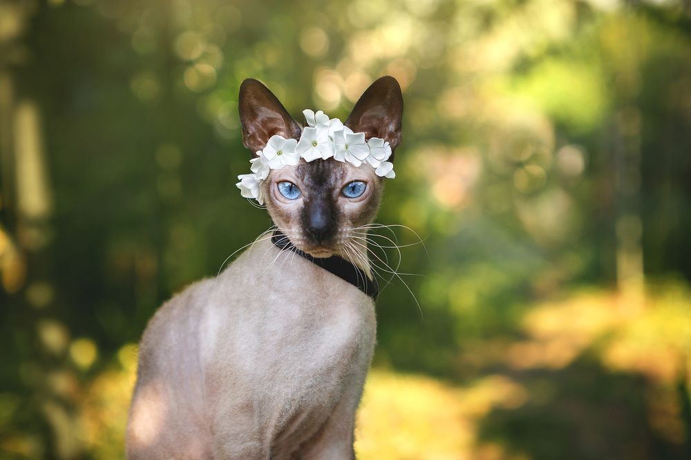 я же девочка...