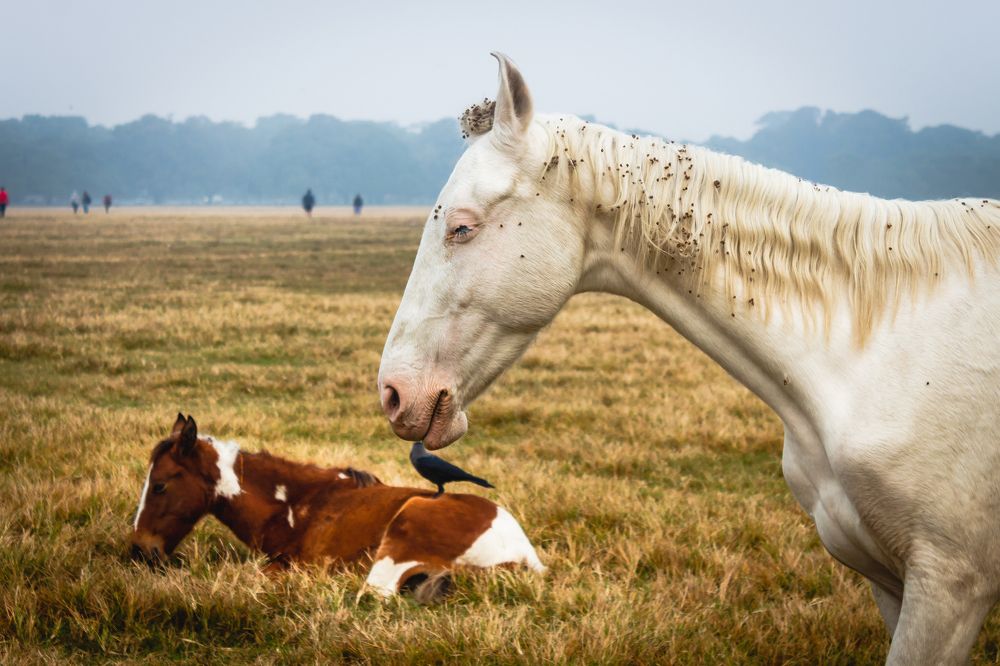 Photograph by Sayak Nag