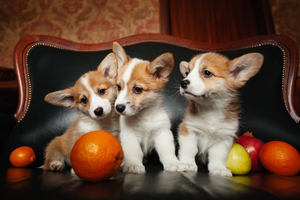 3 щеночка в апельсинах
