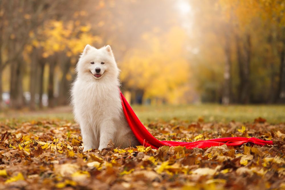 Пушистый принц