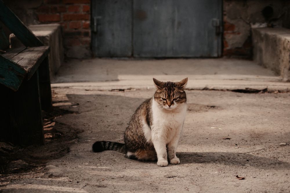 Photograph by Татьяна Зубехина